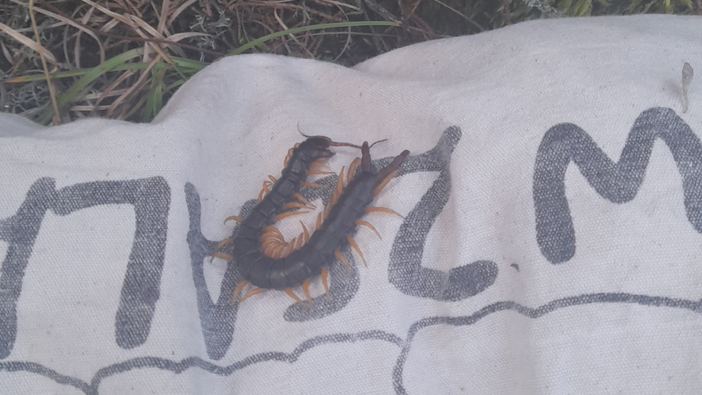 hiking crimea safety colopendra centipede