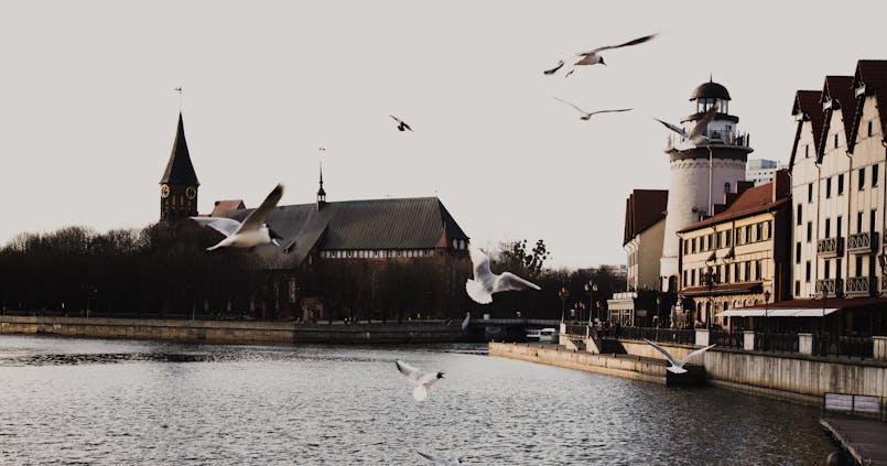 Vue de Kaliningrad avec la rivière, la Cathédrale de Königsberg et le Village de Pêcheurs reconstruit sous un ciel clair avec des mouettes en vol.